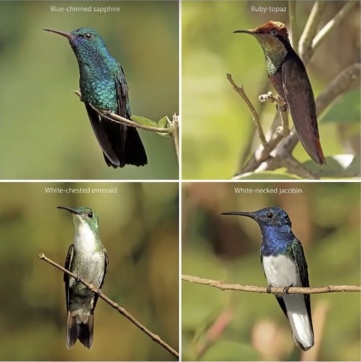 March-19-hummingbird-3.jpg