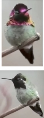 March-19-hummingbird-4.jpg